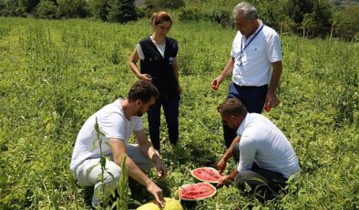 Büyükşehir’in karpuz tohumu üreticilere teslim ediliyor