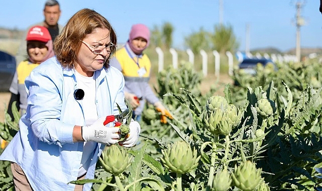 Didim Belediye Başkanı Hatice Gençay, Didim Belediyesi’ne ait tarlada yetiştirilen enginarların hasadına katıldı