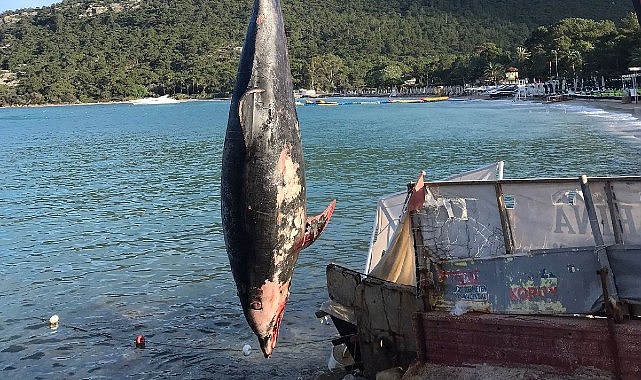 Kemer’de ölü yunus balığı sahile vurdu