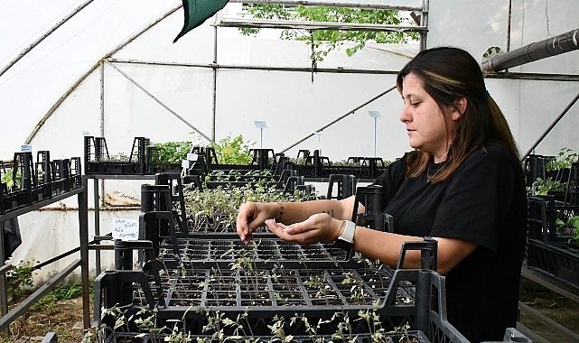 Lüleburgaz Belediyesi atalık tohumlardan fide yetiştirme çalışmalarını sürdürüyor