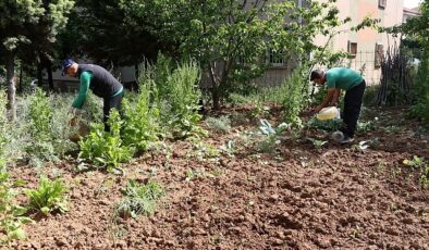 Sivrisinekler durgun sularda ürer