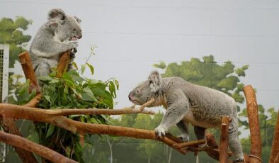 ‘Tampa’nın Sırları: Sevgililer Özel’ 15 Mayıs Çarşamba Günü 20.00’de National Geographic WILD Ekranlarında!