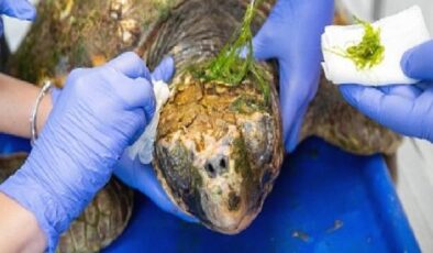 Körfez’deki yaralı Caretta caretta kurtarıldı