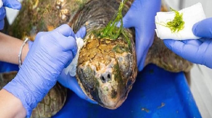 Körfez’deki yaralı Caretta caretta kurtarıldı