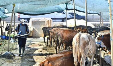 Kurban satış yerleri ilaçlanıyor Sinek ve haşerelere karşı aralıksız mücadele