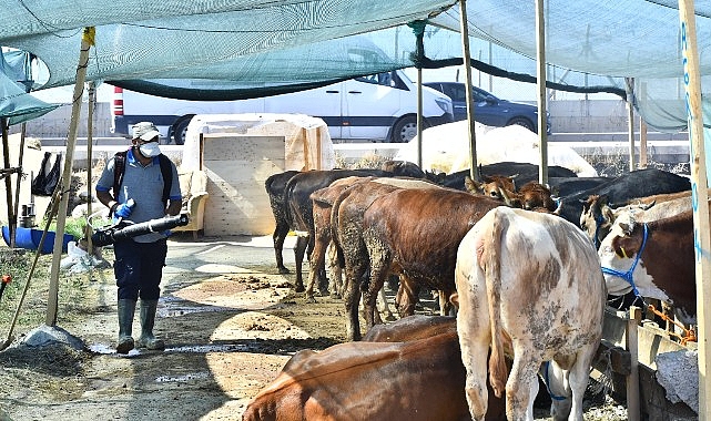 Kurban satış yerleri ilaçlanıyor Sinek ve haşerelere karşı aralıksız mücadele