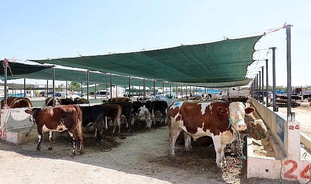 Selçuklu Belediyesi yaklaşan Kurban Bayramı öncesinde vatandaşların ve satıcıların faydalanabileceği kurban satış yerinde çalışmalarını tamamladı