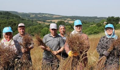 Tarım kenti Kandıra’da, Kandıra Belediyesi tarafından tarımsal üretimi desteklemek amacıyla sürdürülen çalışmalar aralıksız devam ediyor