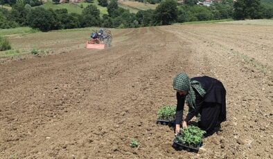 Üreticiler karpuz tohumlarını toprakla buluşturdu