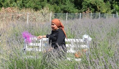 Kemer’de lavanta hasadı